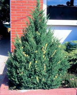      Juniperus chinensis Variegata